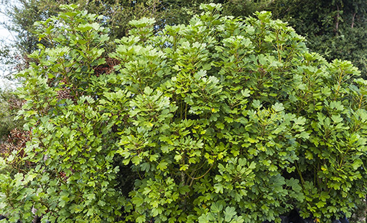 Read about Cyril Watson