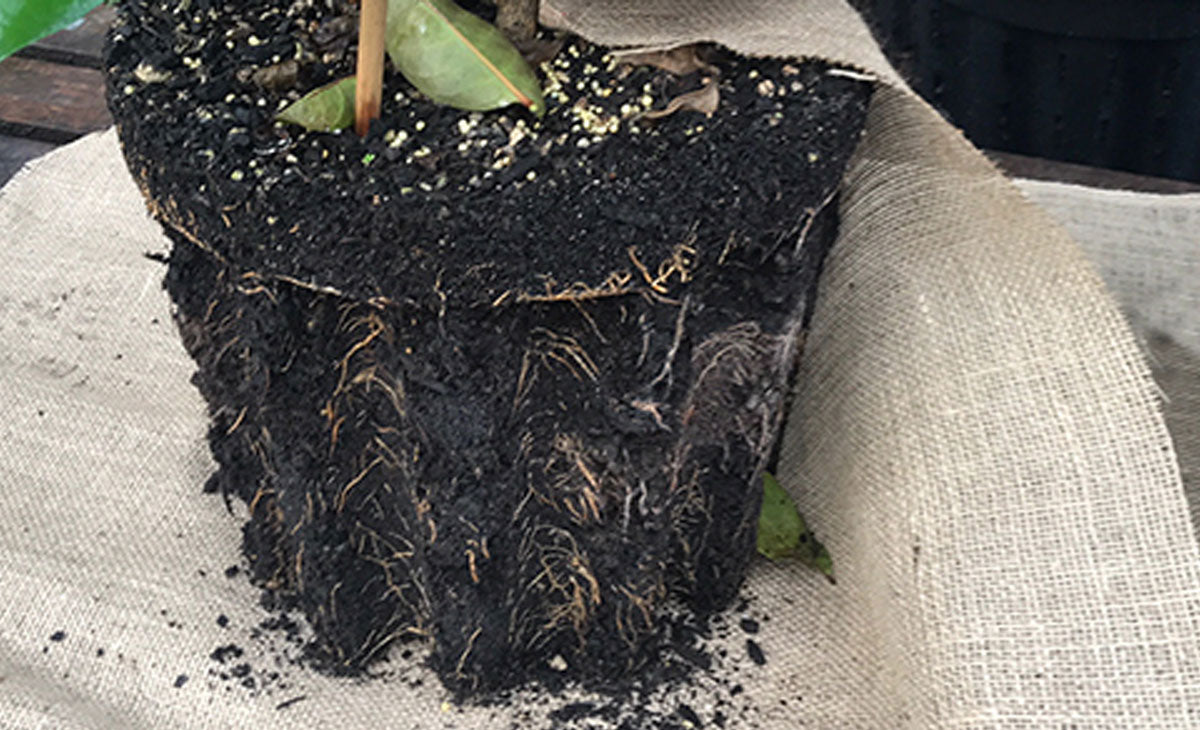 Read about Eco Friendly Growing of Native Trees