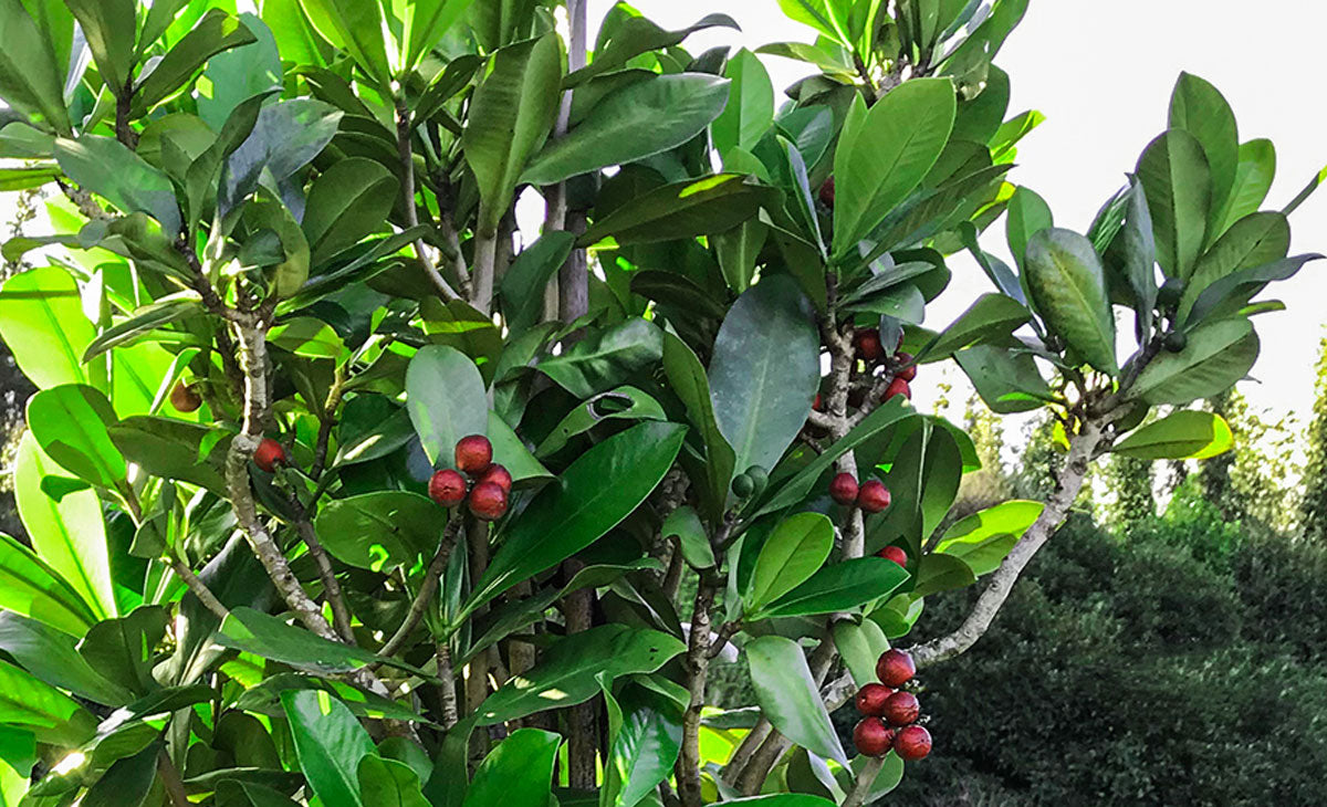 Learn about Elingamita 