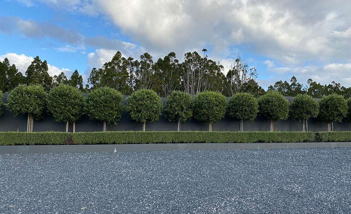 New Trees from Takana