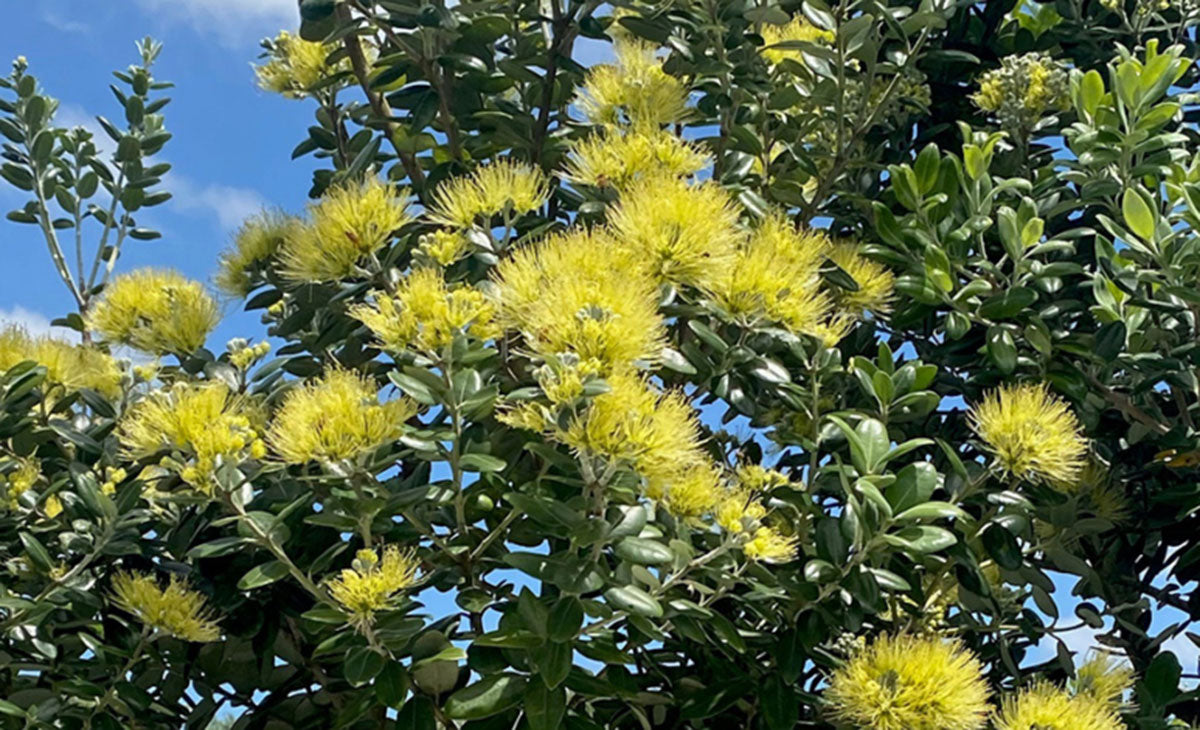 Read about the Golden Pohutukawa Tree