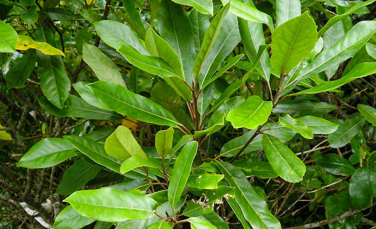 Read about the Hinau and Pokaka Trees