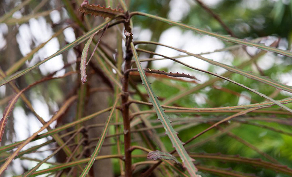 Read about Horoeka Ferox & Horoeka Trees