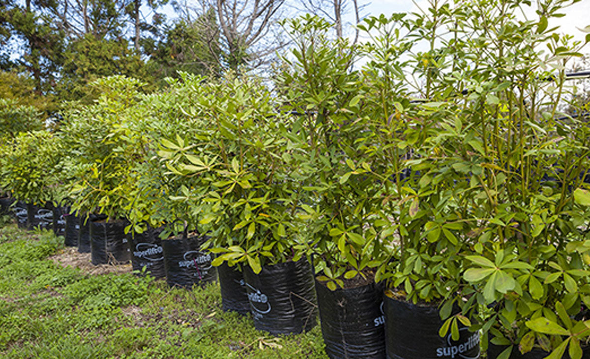 Read about the Houpara Tree