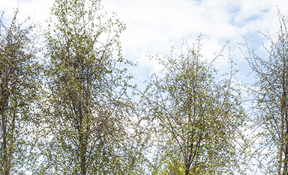 Read about the Hungere trees