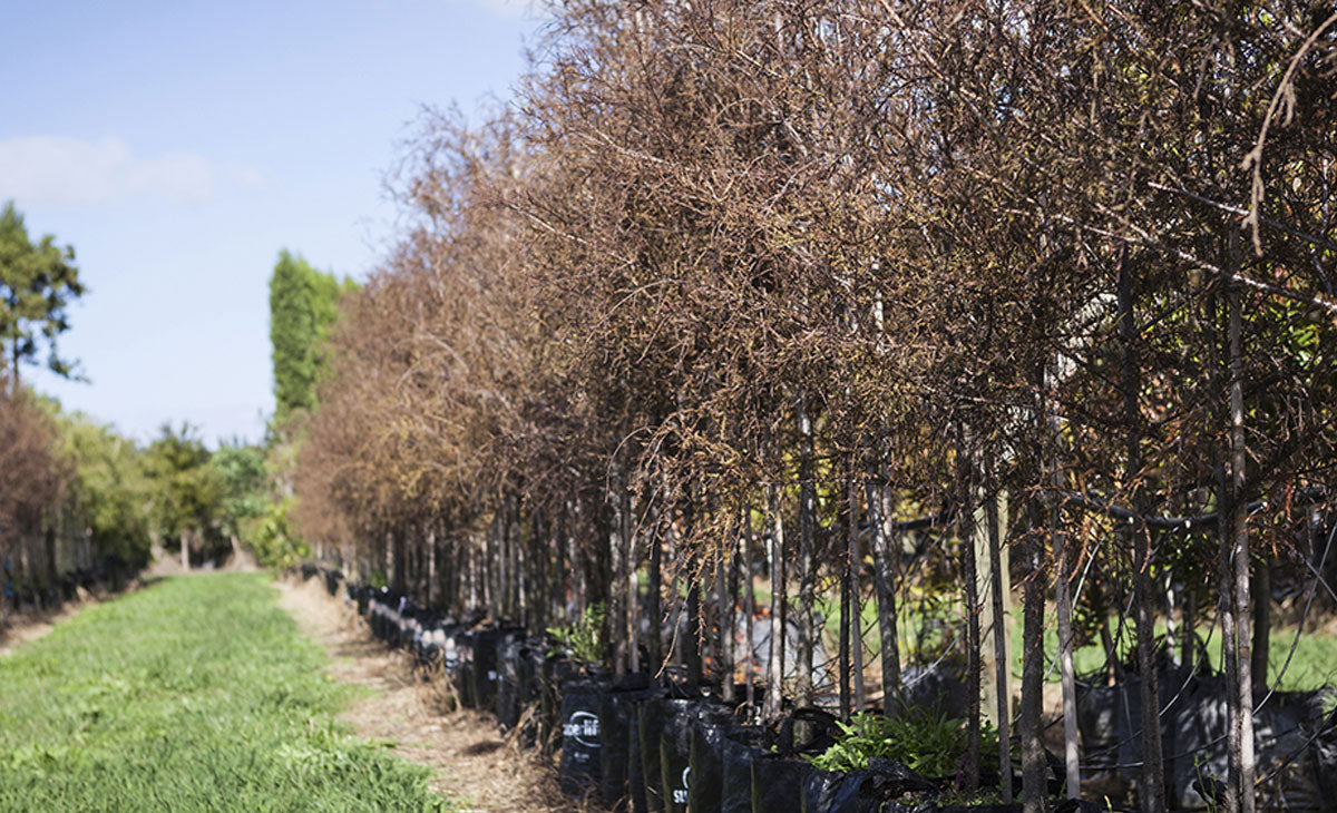 Read about the Kahikatea Tree