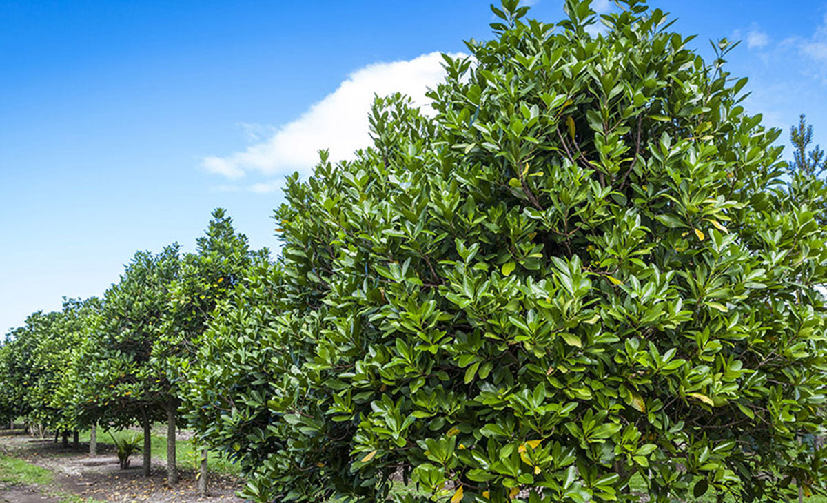 Read about the Karaka Tree