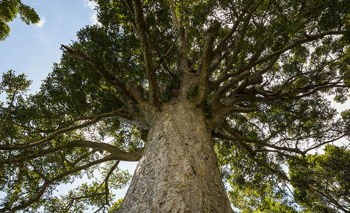 Read about the Kauri Tree