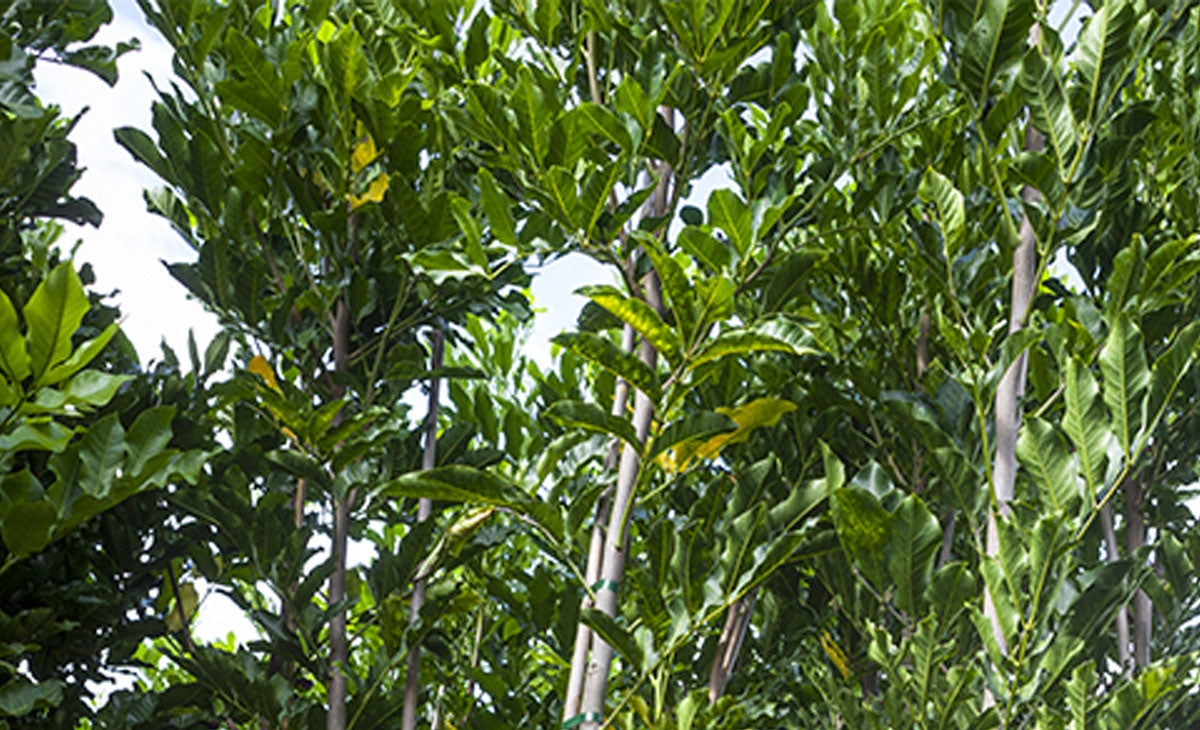 Read about Kohekohe trees