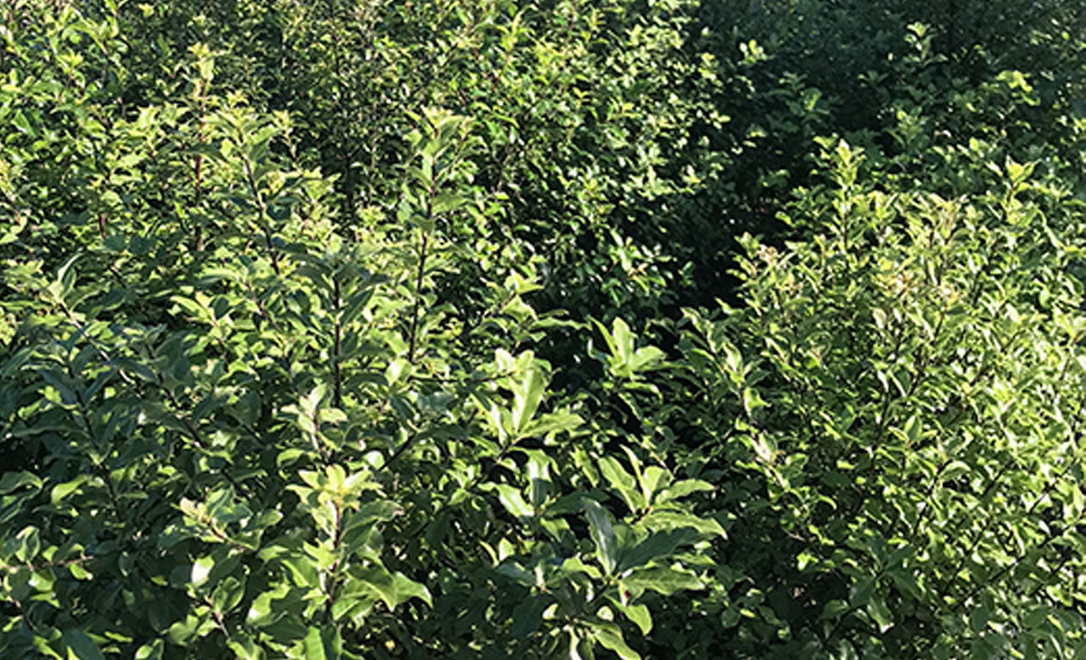 Read about the Kohuhu tree