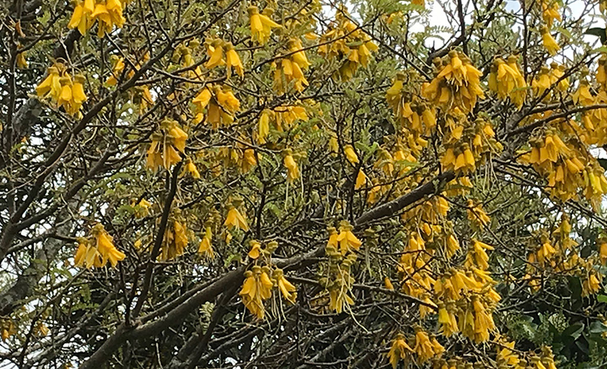 Learn about the Kowhai Tree