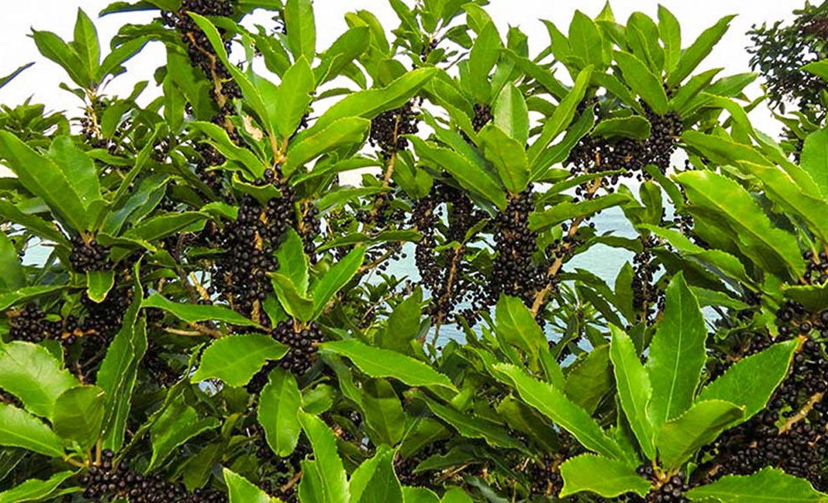 Read about Mahoe & Coastal Mahoe Trees