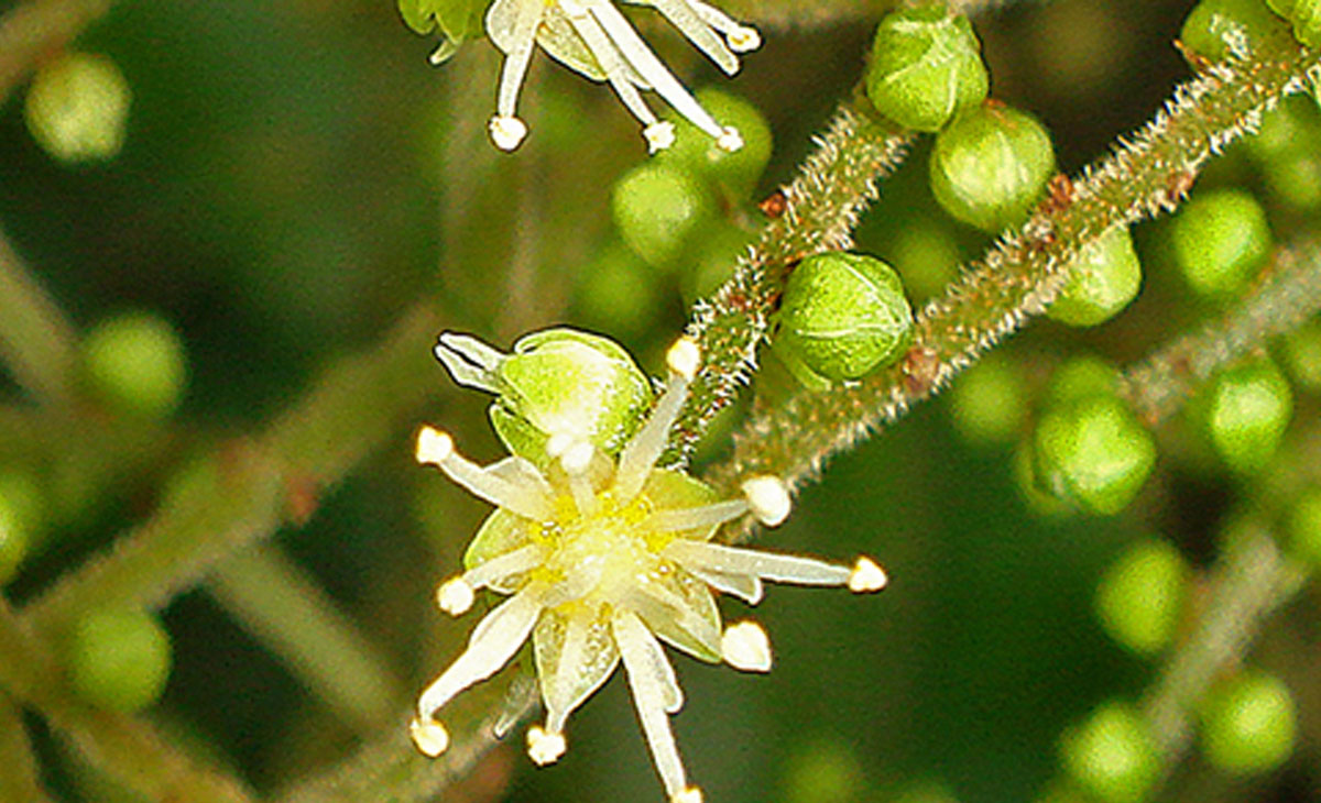 Read about the Makamaka Tree