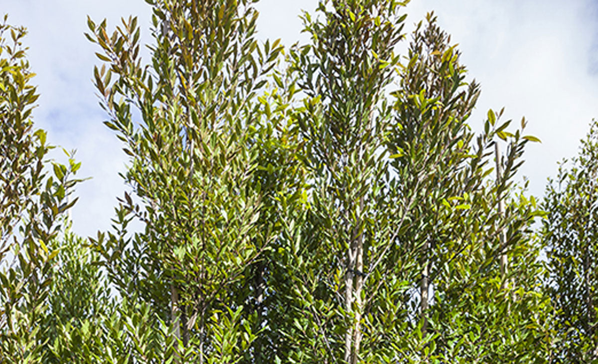 Read about Maire Tawhake Trees