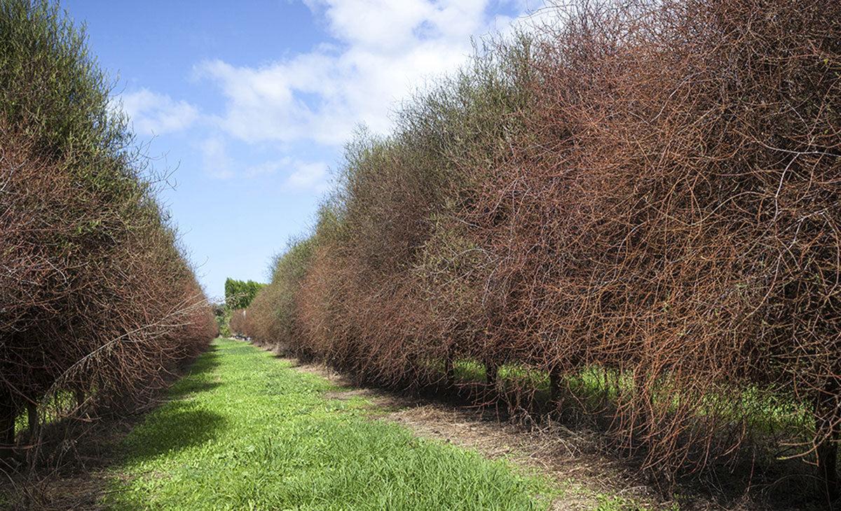 Read about the Matai and Miro Trees