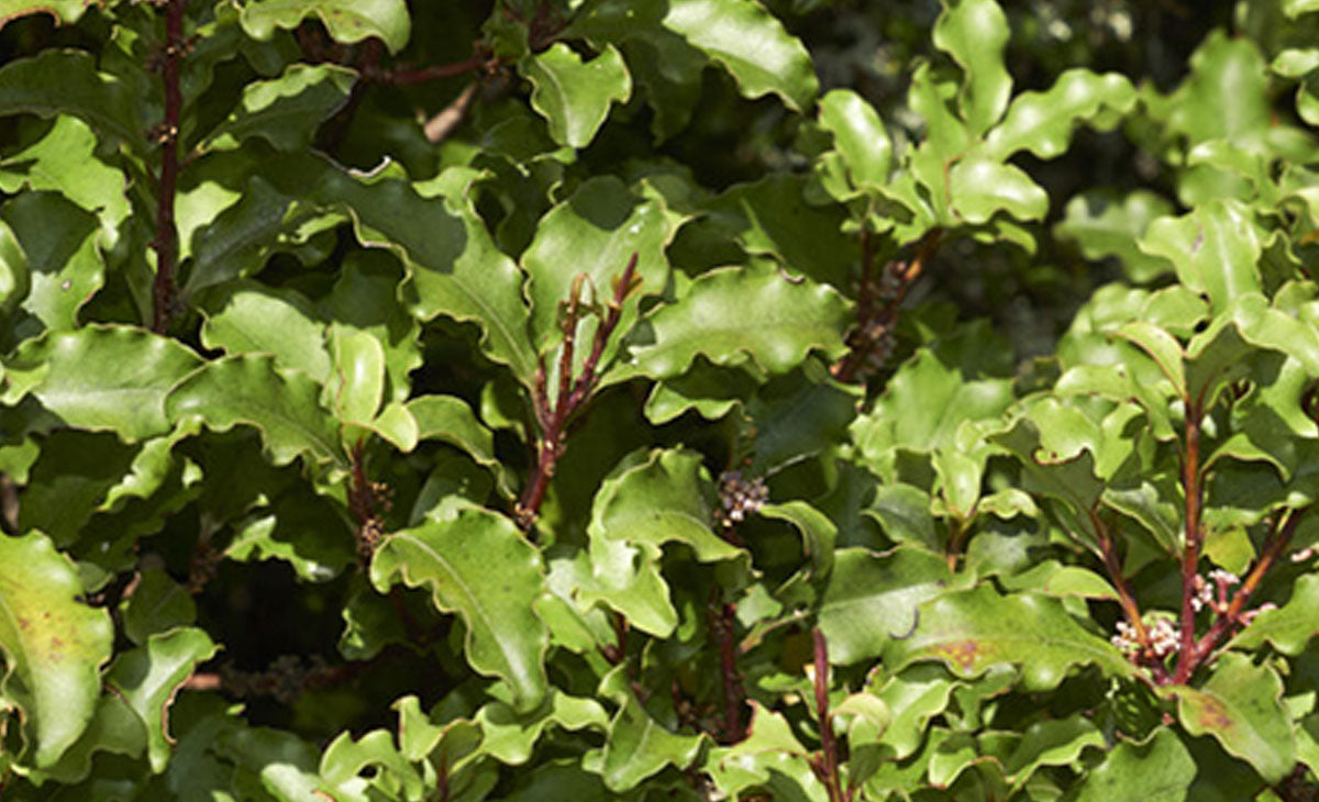 Read about the Matipo Trees