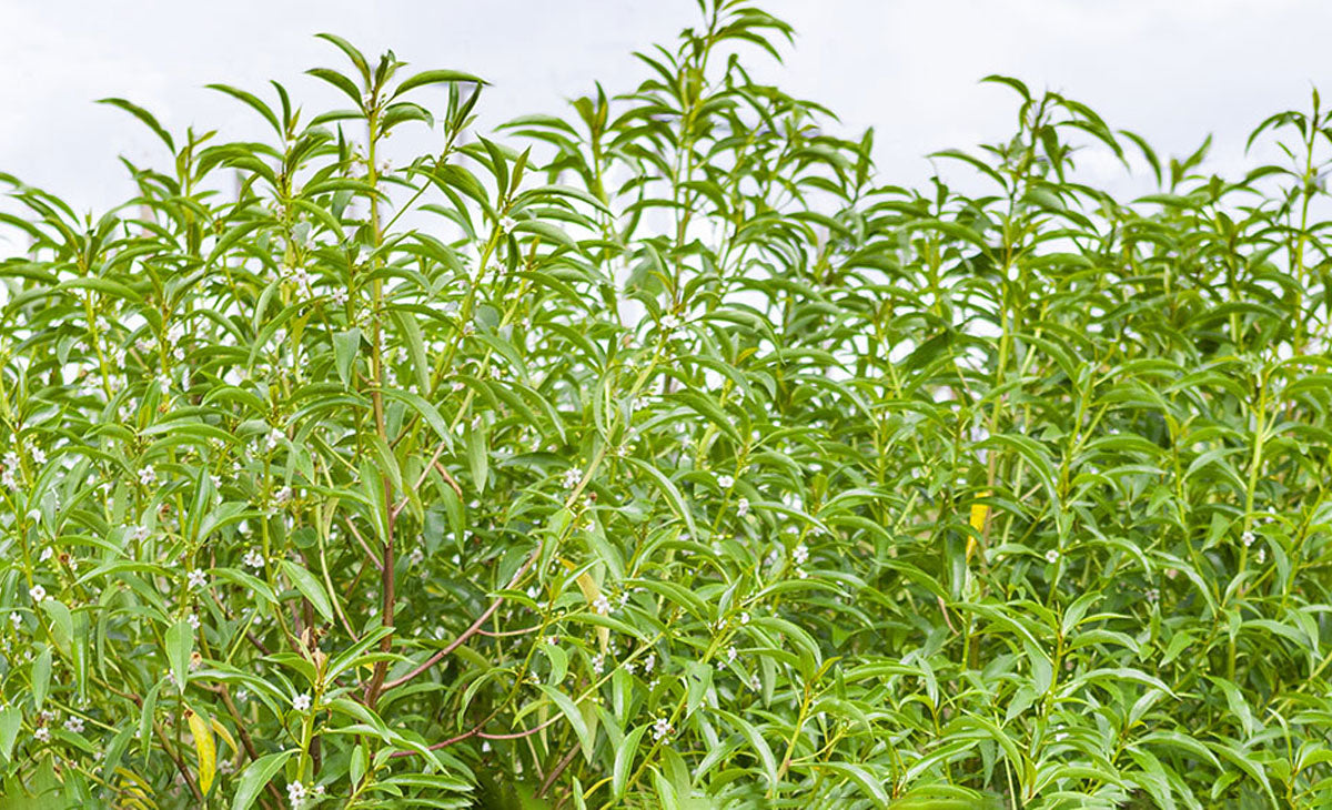 Read about the Ngaio Tree
