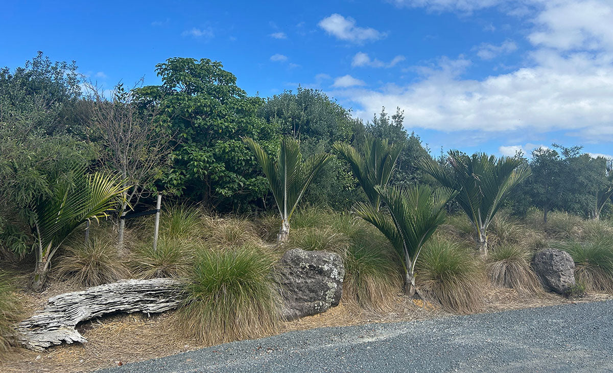 Learn about Nikau Trees