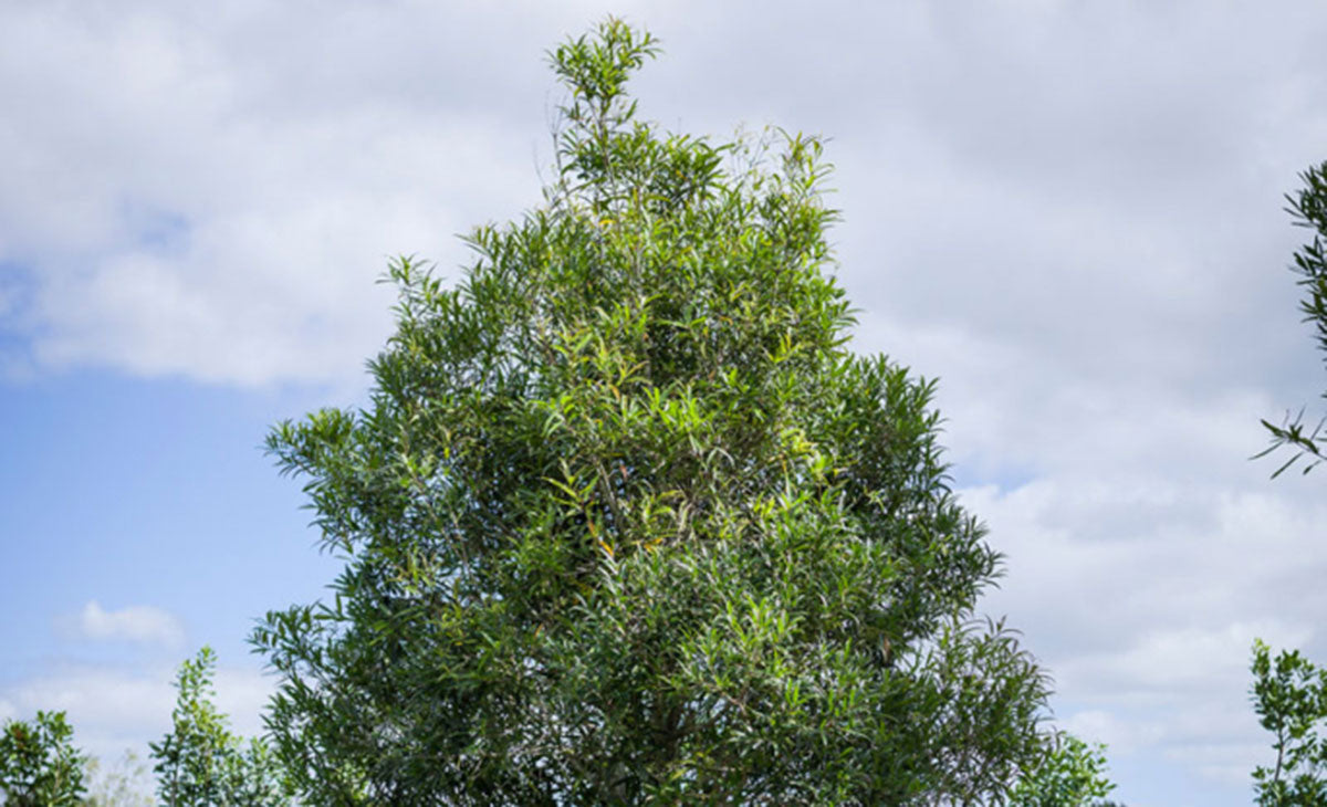Read about the OroOro Tree