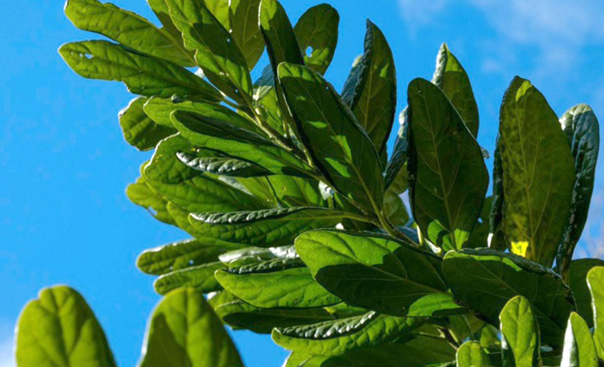 Learn about Pennantiaceae