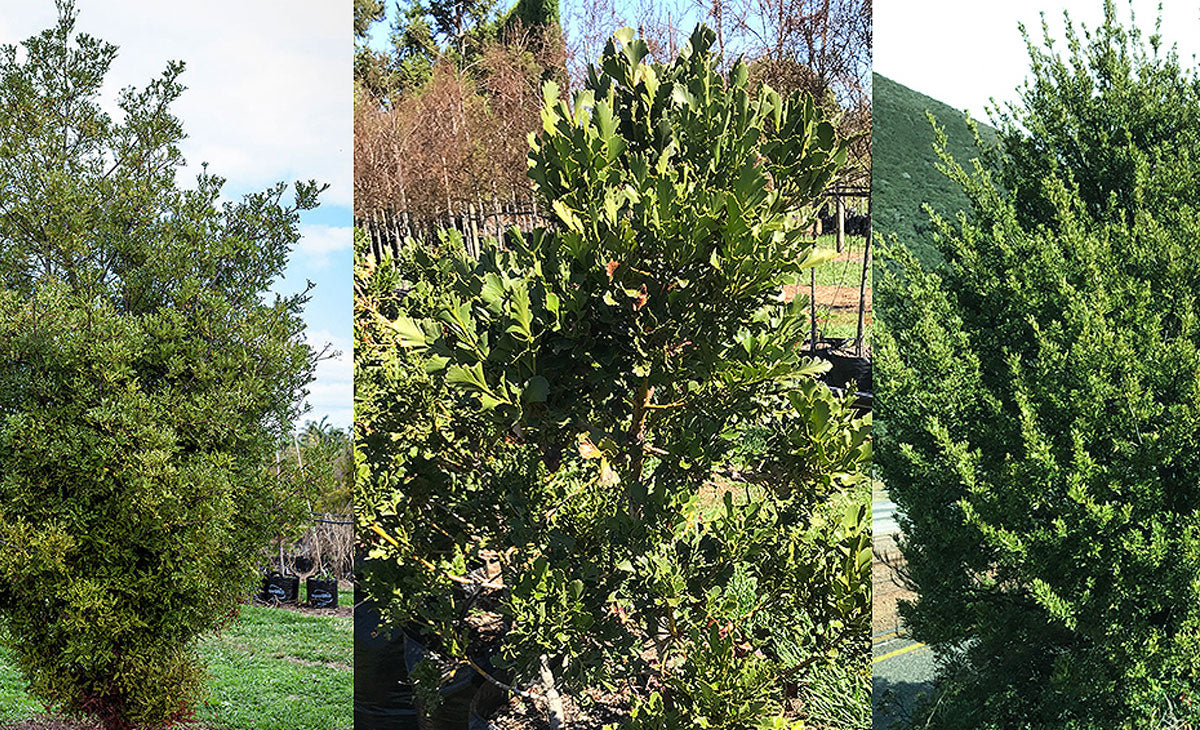 Read about the Phylllocladus Family of Trees