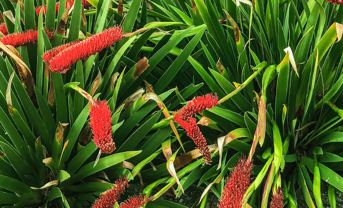 Read about Poor Knights Lily