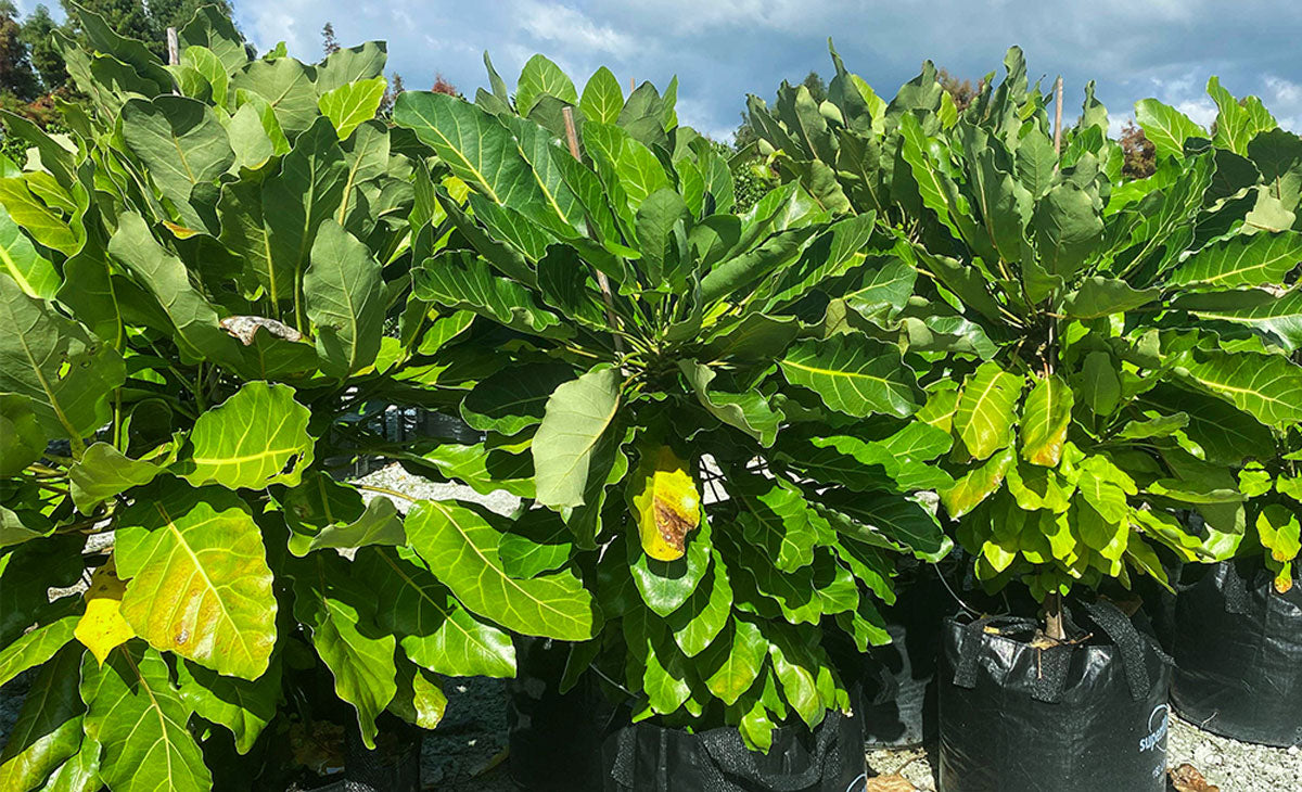 Read article about the Puka Tree