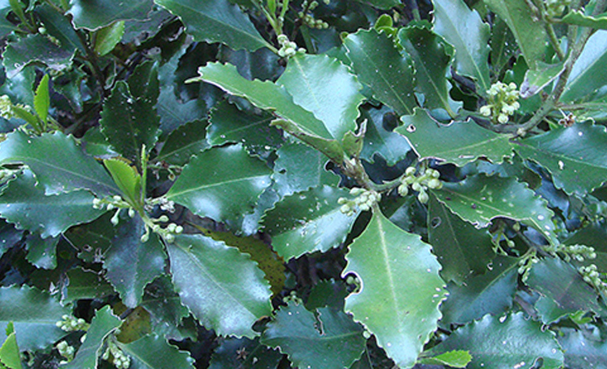 Read about the Pukatea tree