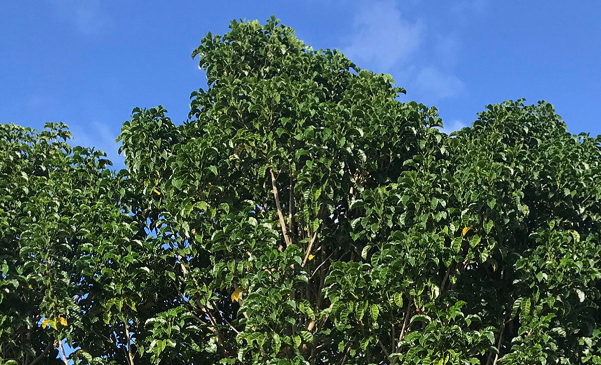 Read about the Puriri tree