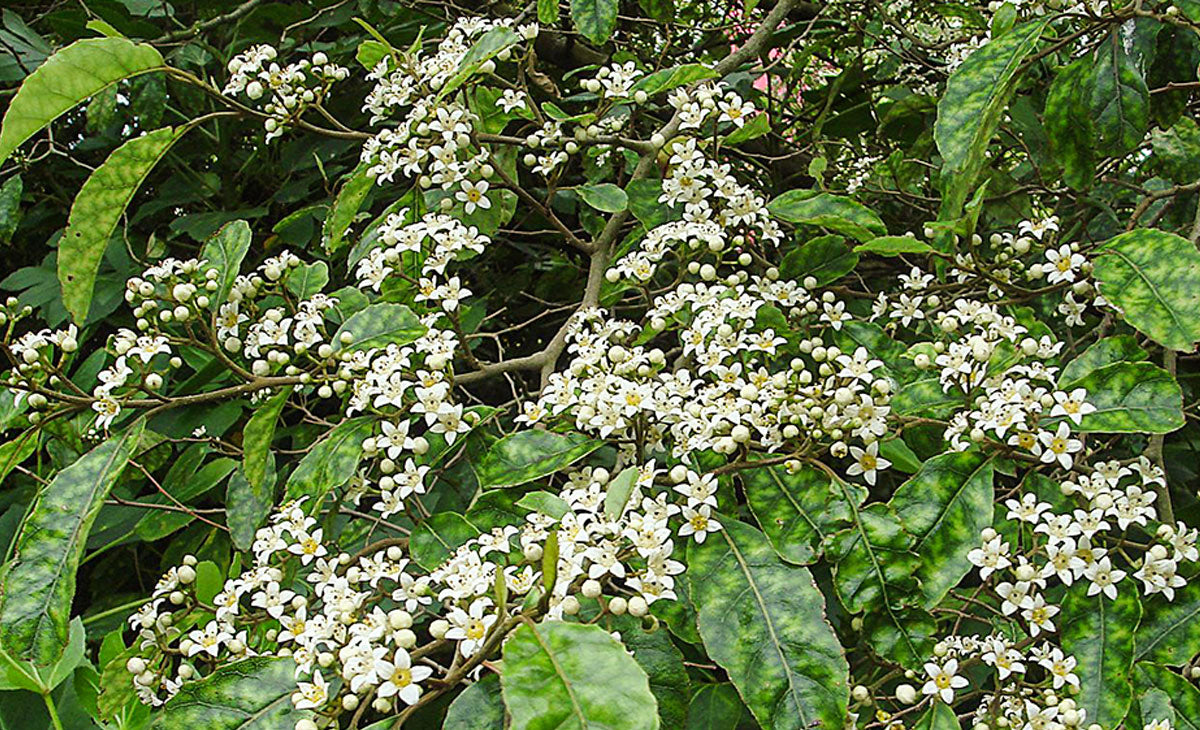 Read about the Putaputaweta Trees