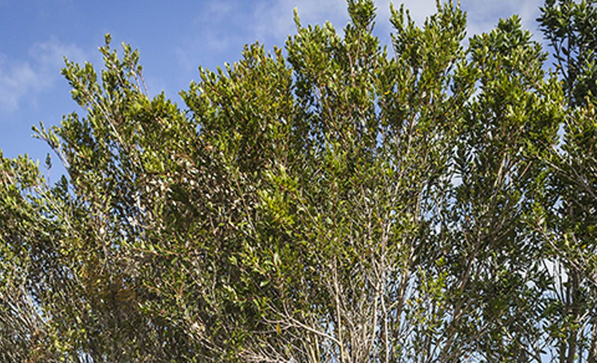 Read about the Rata tree