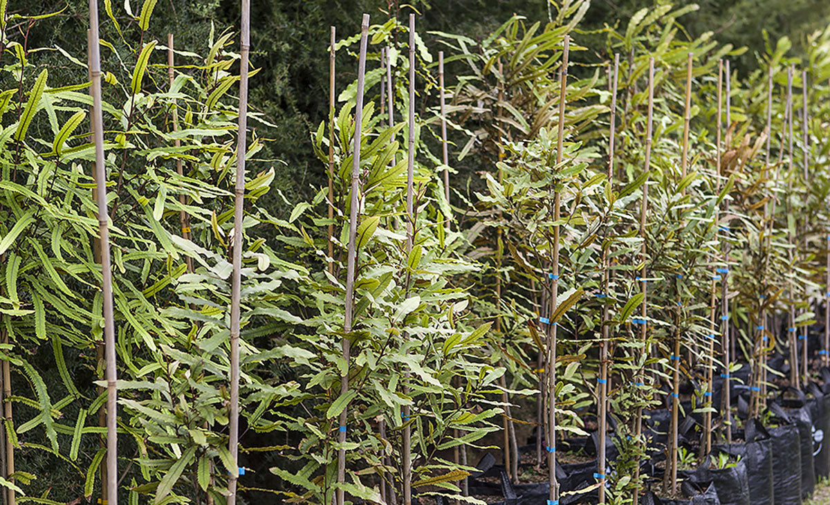 Read about the Rewarewa Tree