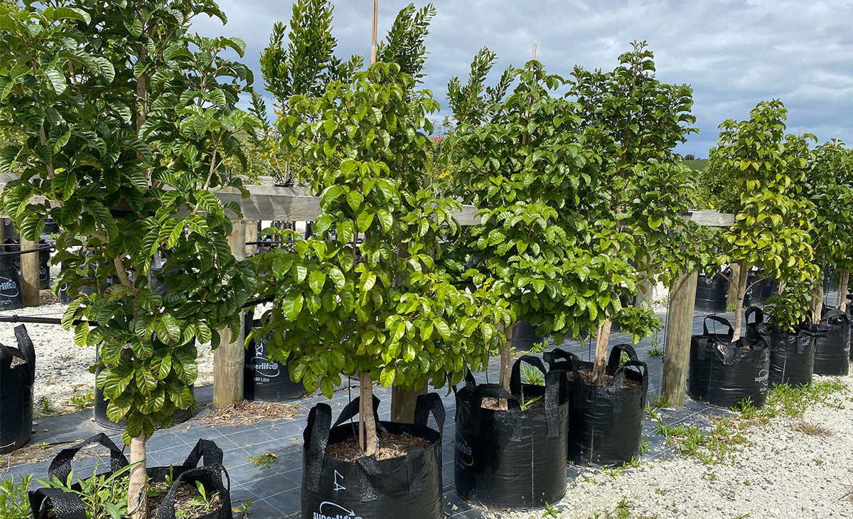 Learn about the speed of native tree growth