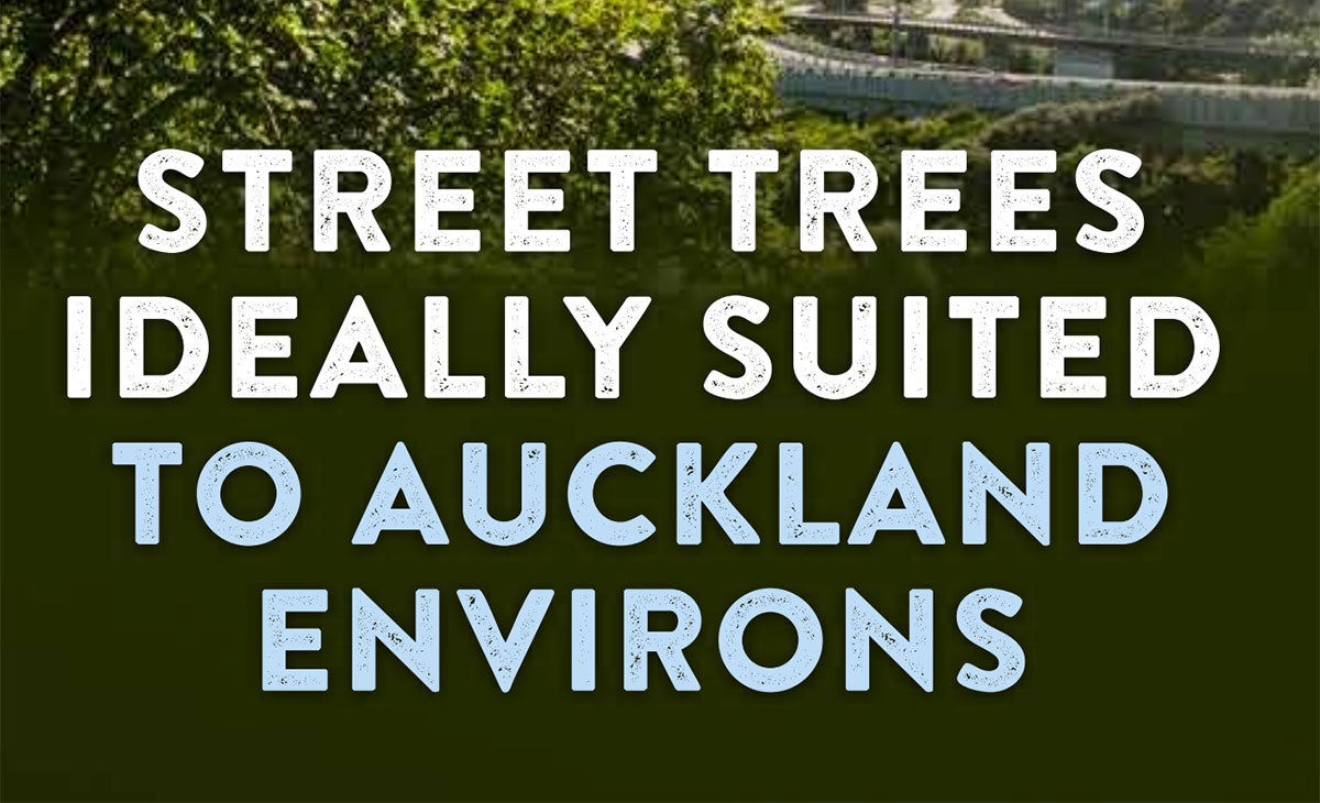 Street Trees Ideally Suited to Auckland Environments