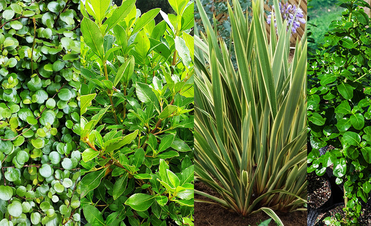 Read about Subsidence Remediation using native trees and plants