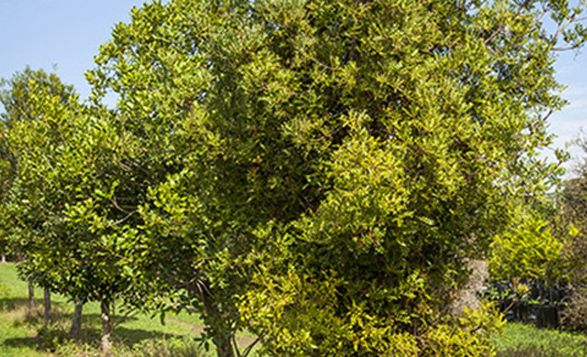 Read about Tanekaha Trees