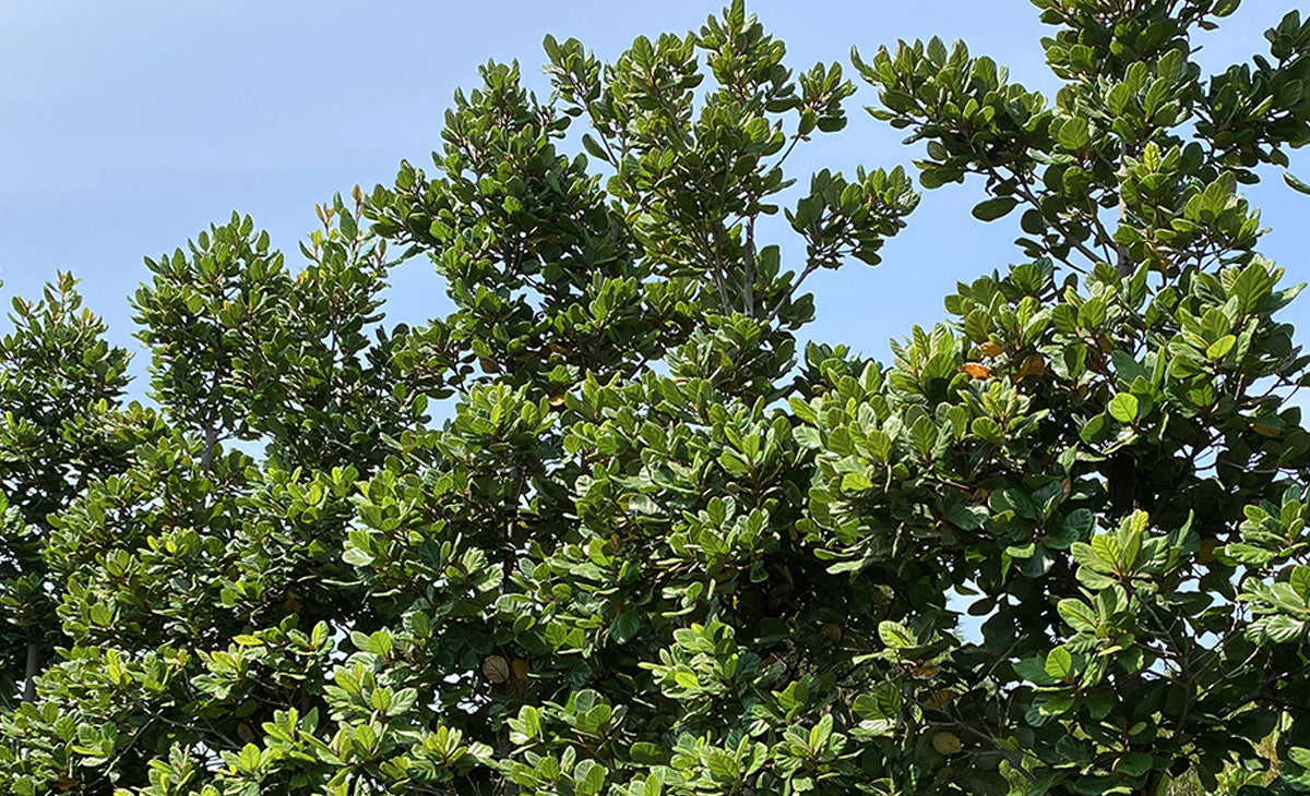 Read about Taraire Tree