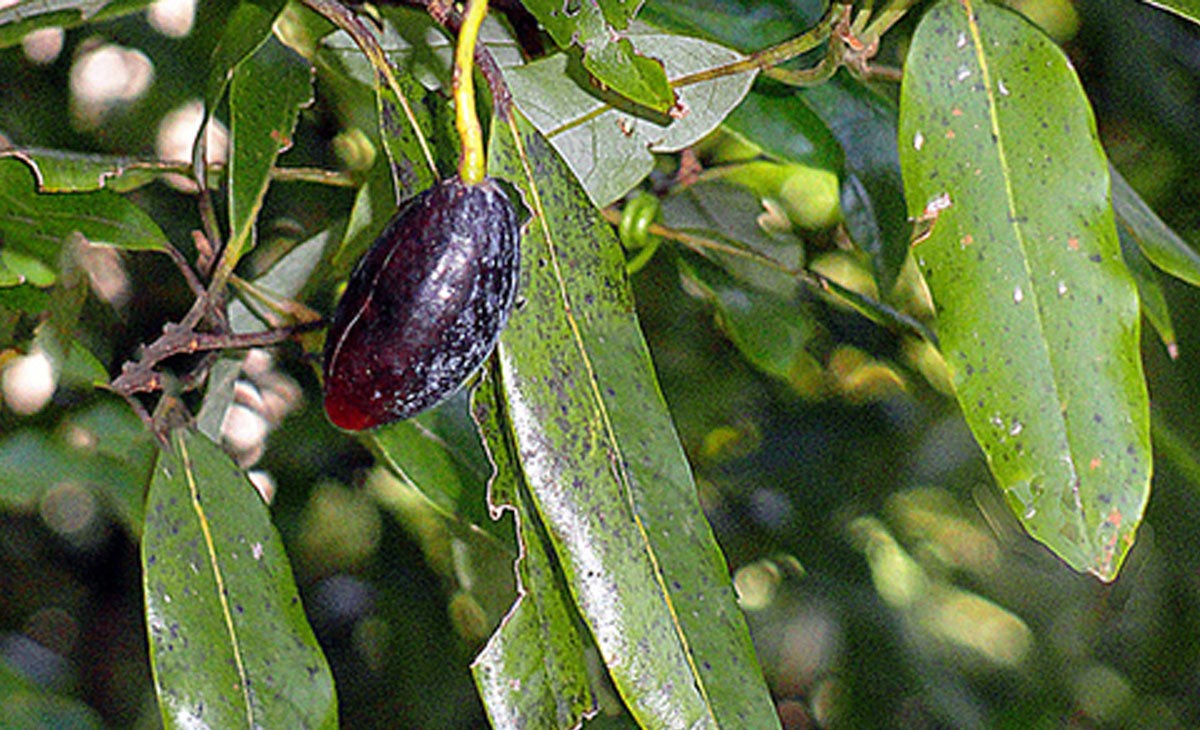 Read about the Tawa Tree