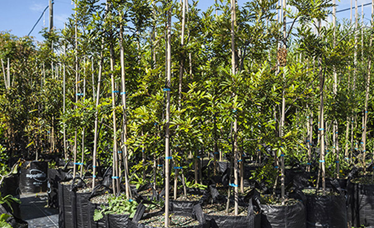 Read about the Tawhero Tree