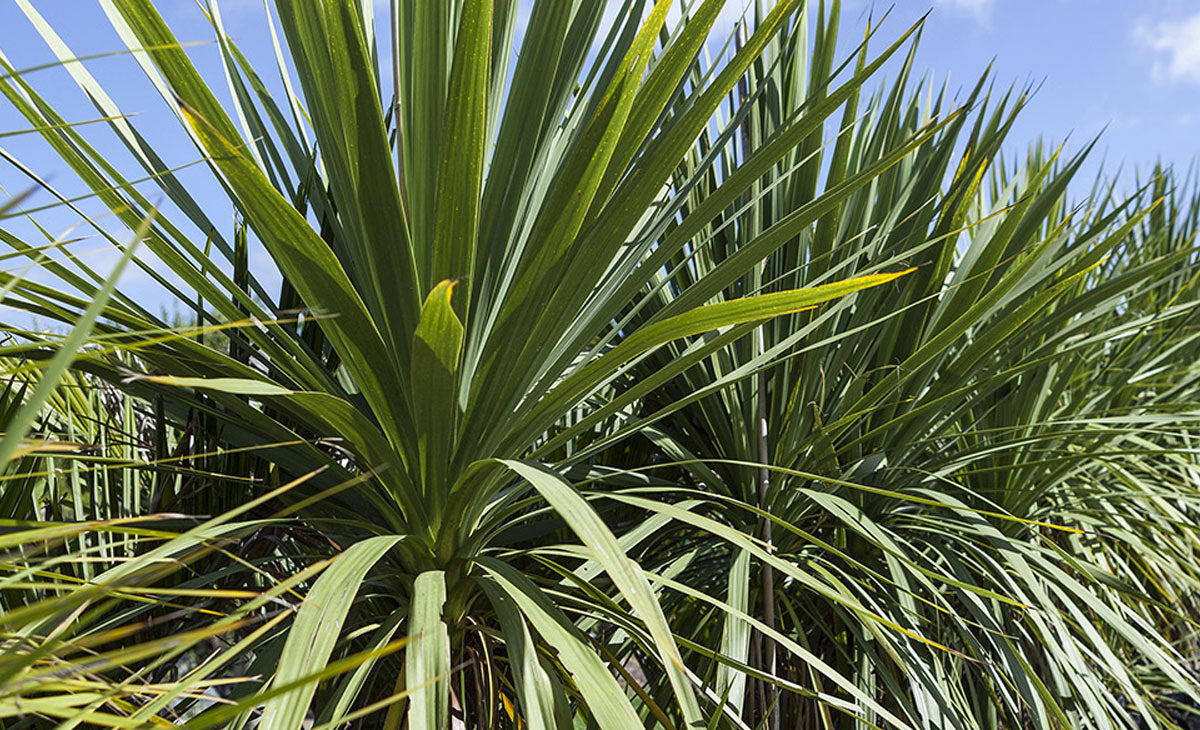 read article about Ti Kouka