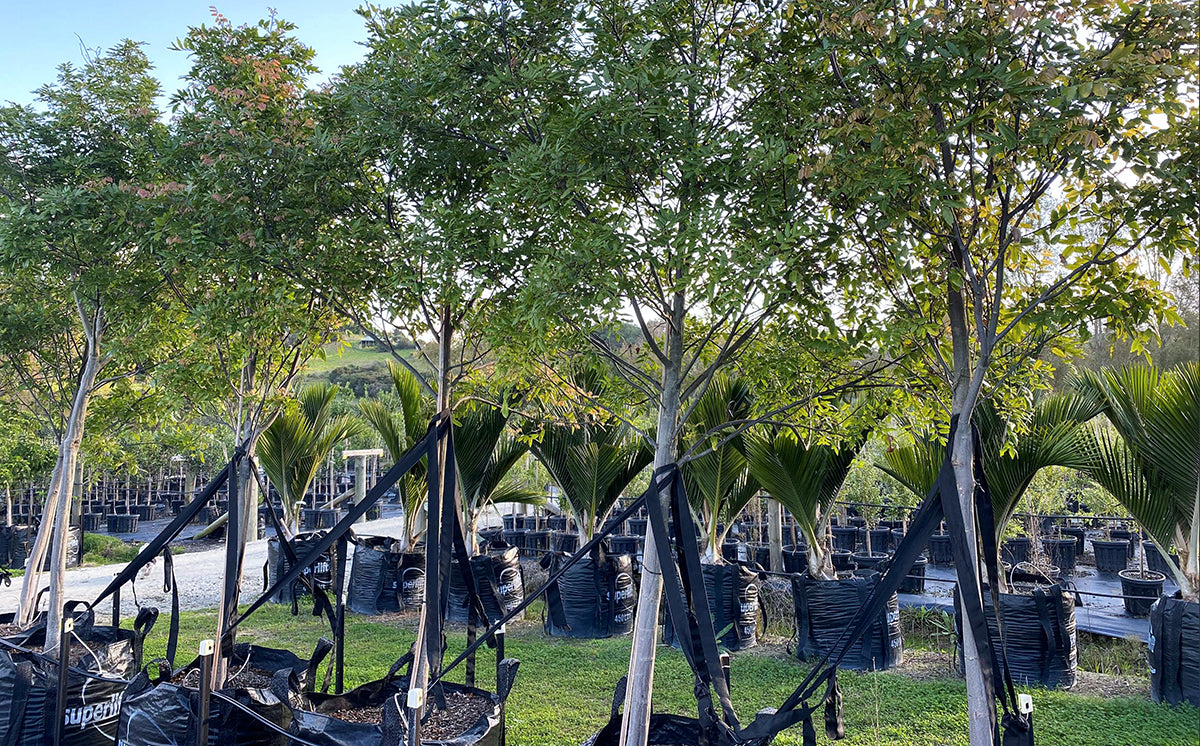 Read article about Titoki