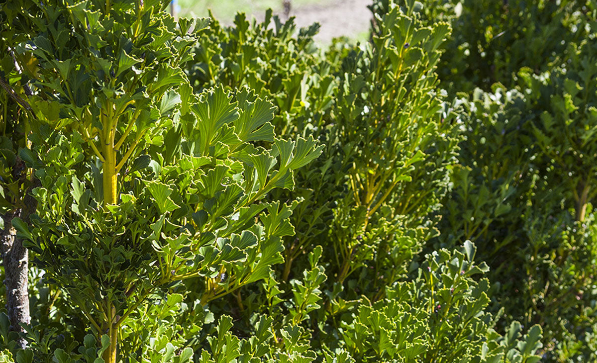 Read about Toatoa Trees