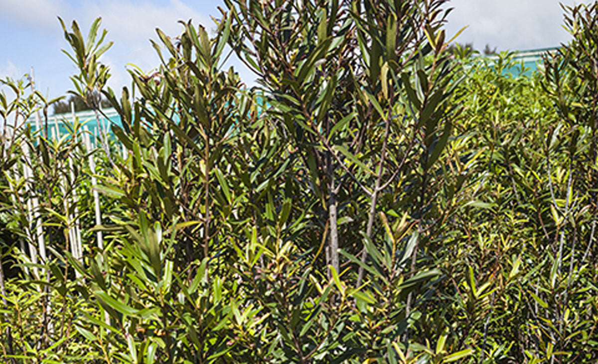 Read about the Toro tree