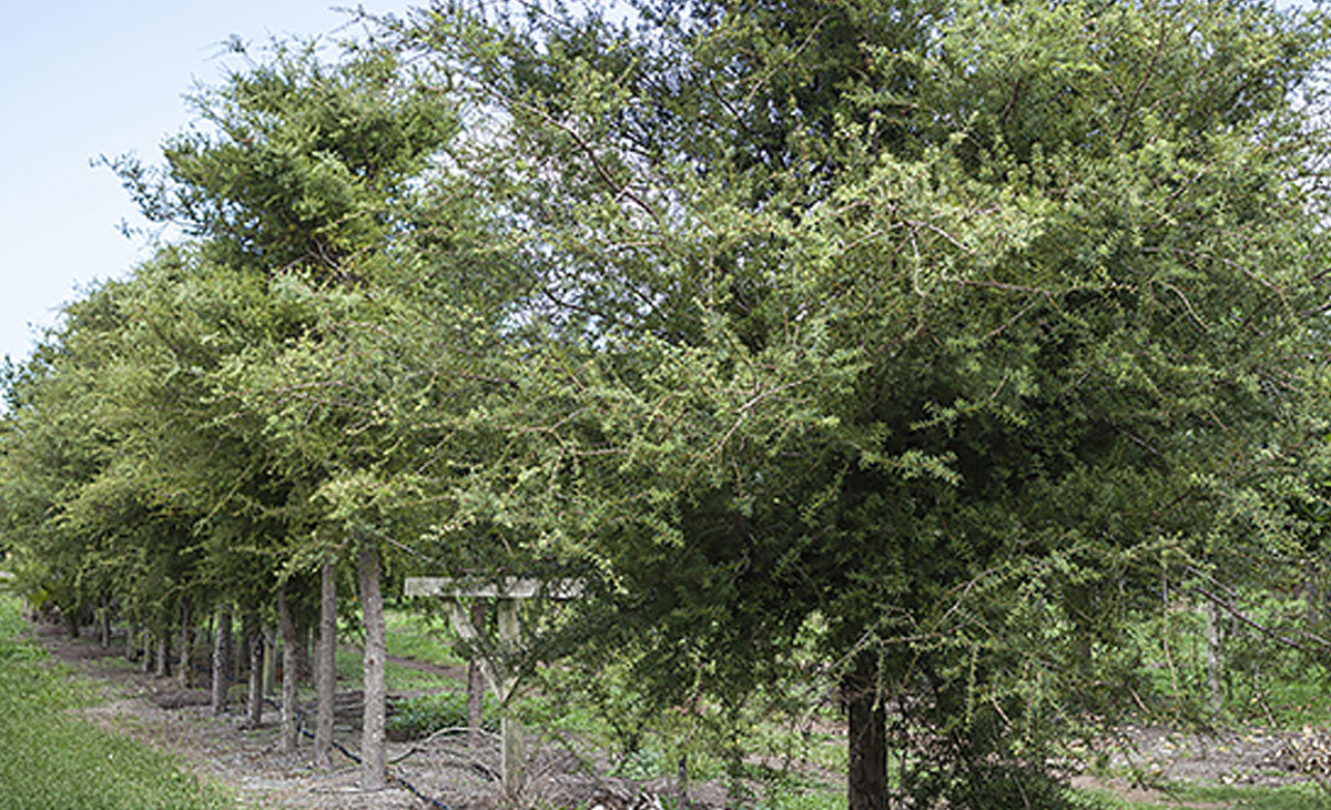 Read about the Totara Tree