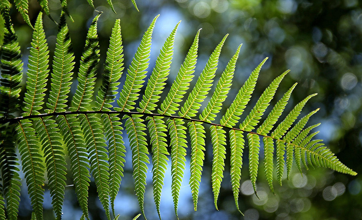Read about Tree Ferns