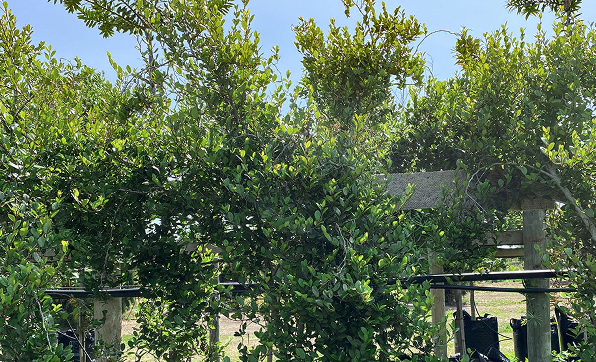 Read about the Turepo Tree