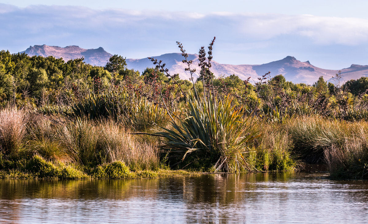 Learn about Trees best for Wetland or wetter areas