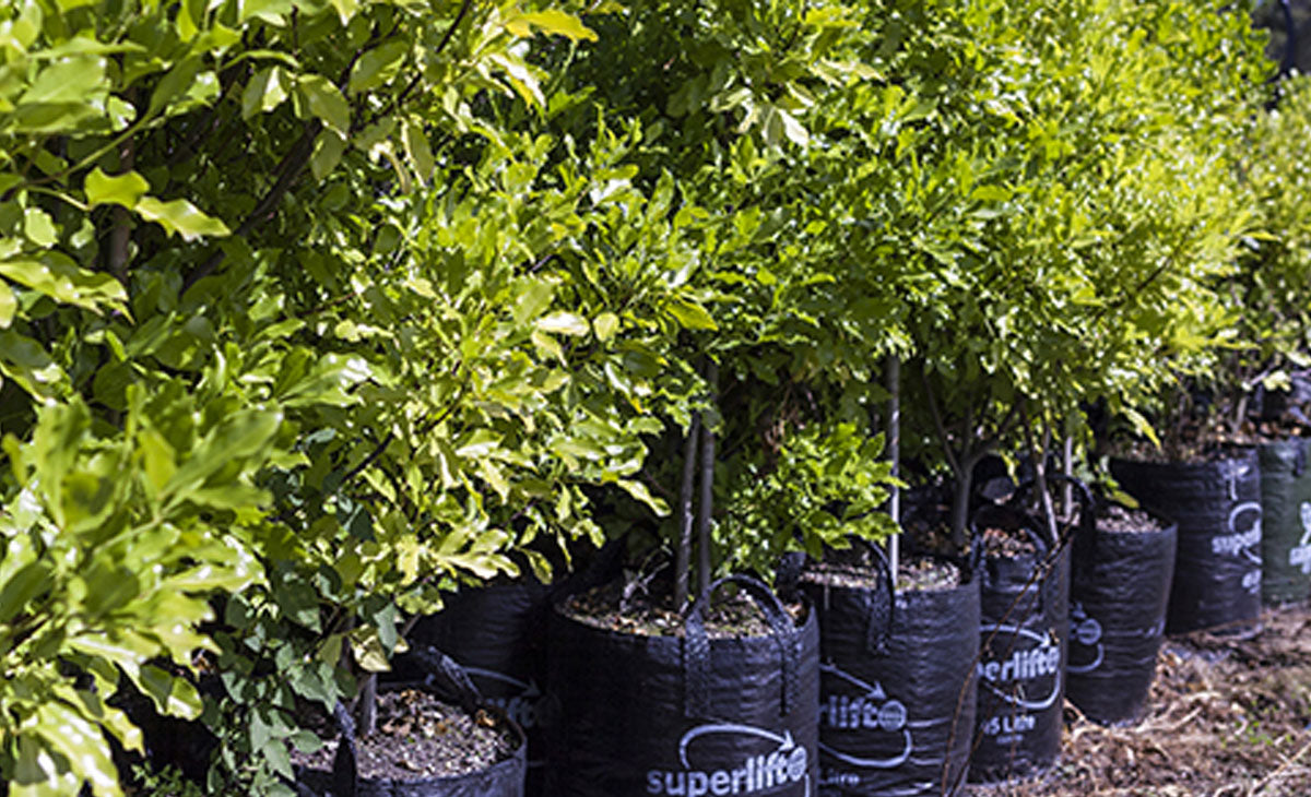 Learn about the Wharangi tree