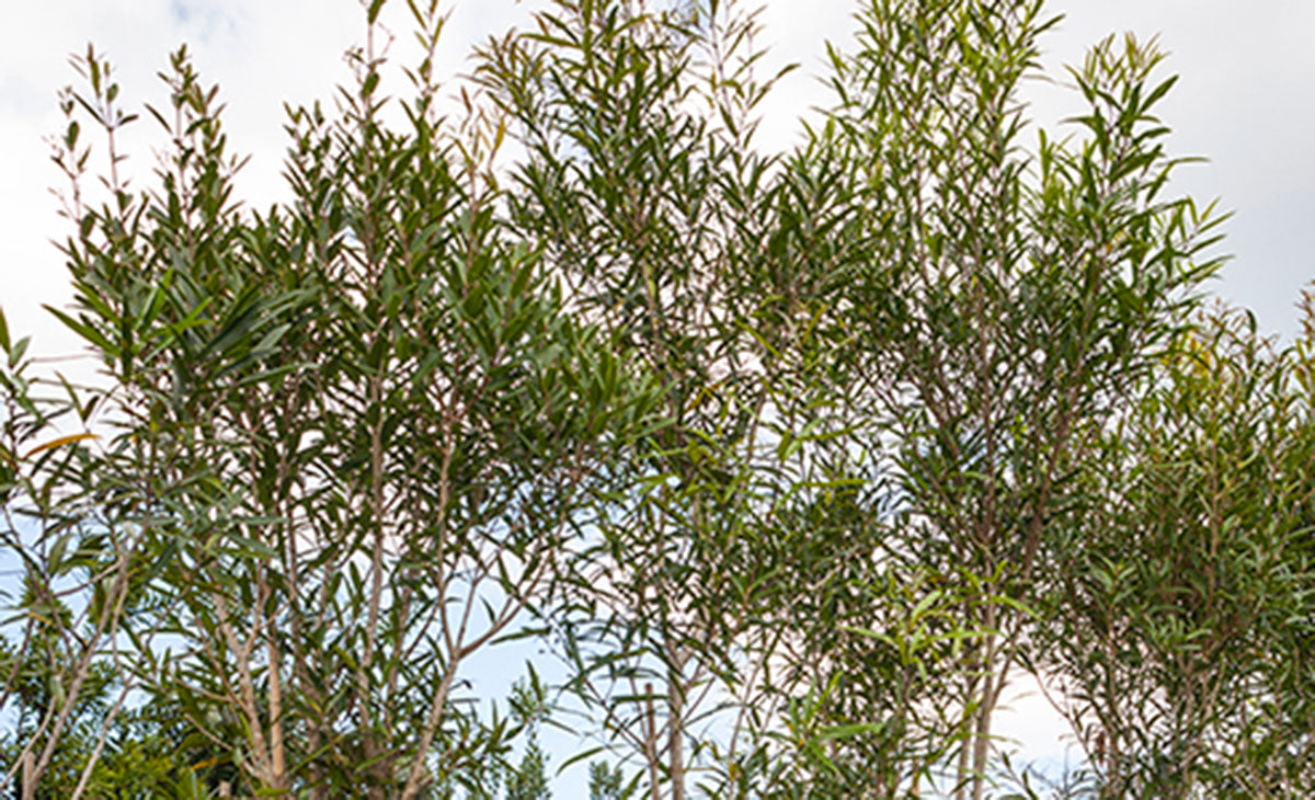 Read Article about White Marie Tree