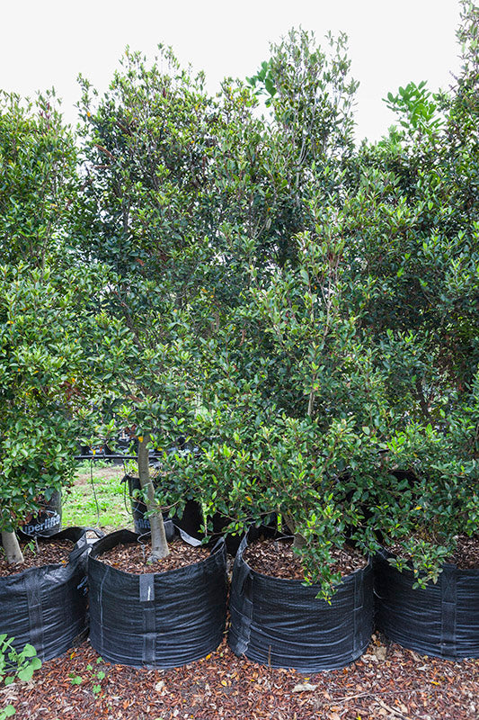 Turepo (Streblus heterophyllus)